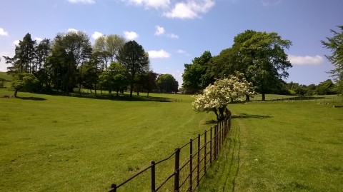 Parkland near Clapham