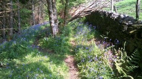 Bluebells south of Blanchland