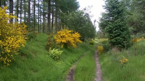 General Wade's Military Road, south of Inverness