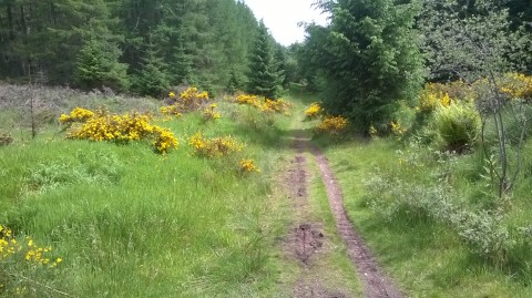 General Wade's Military Road, south of Inverness